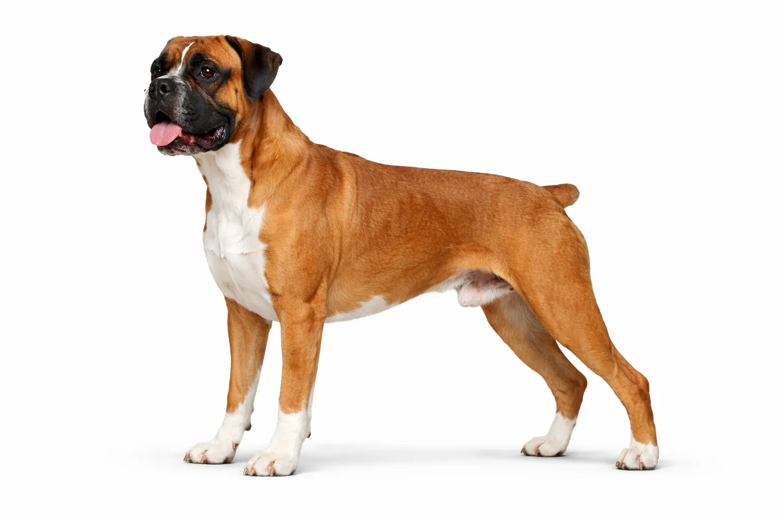 Boxer