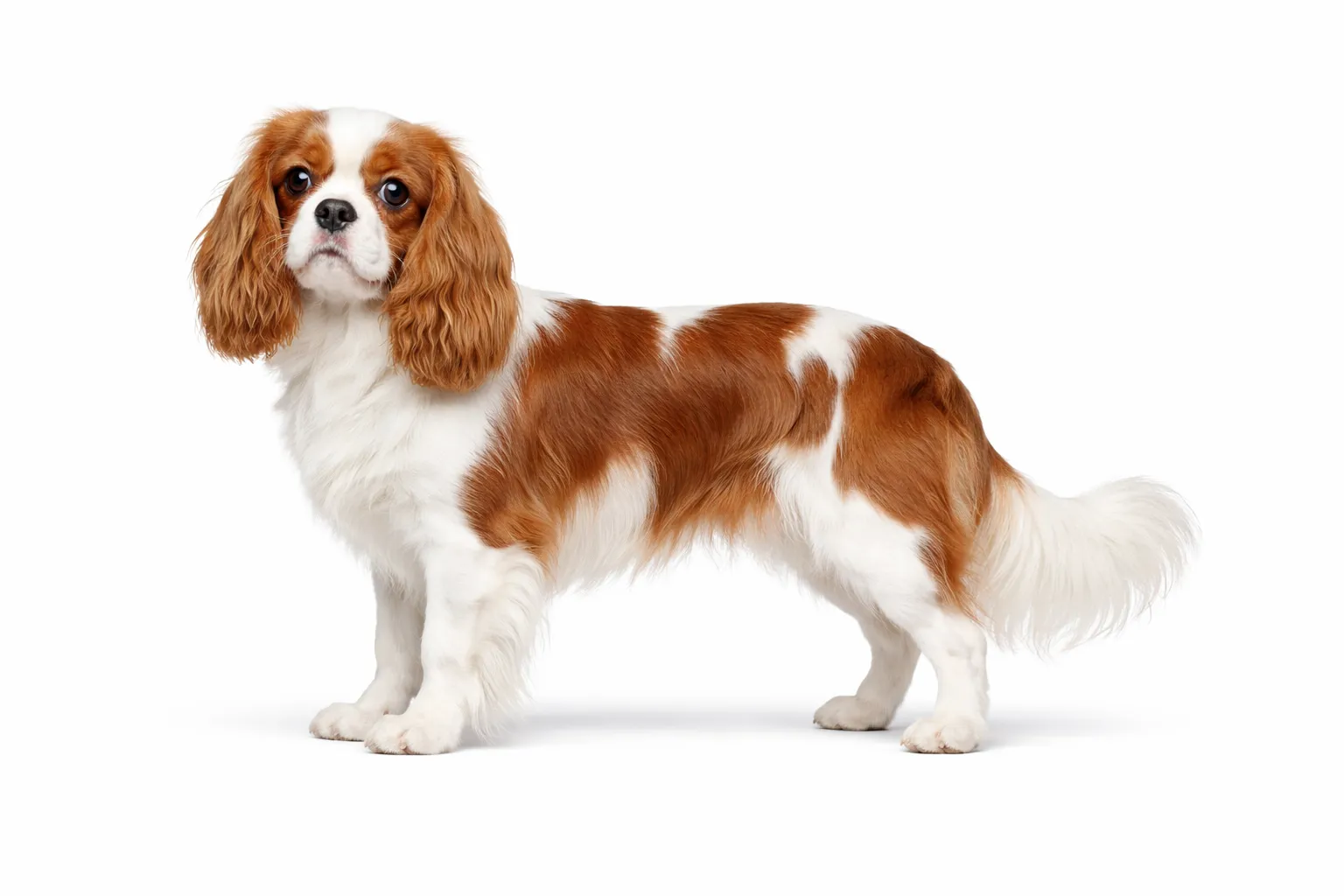Cavalier King Charles Spaniel