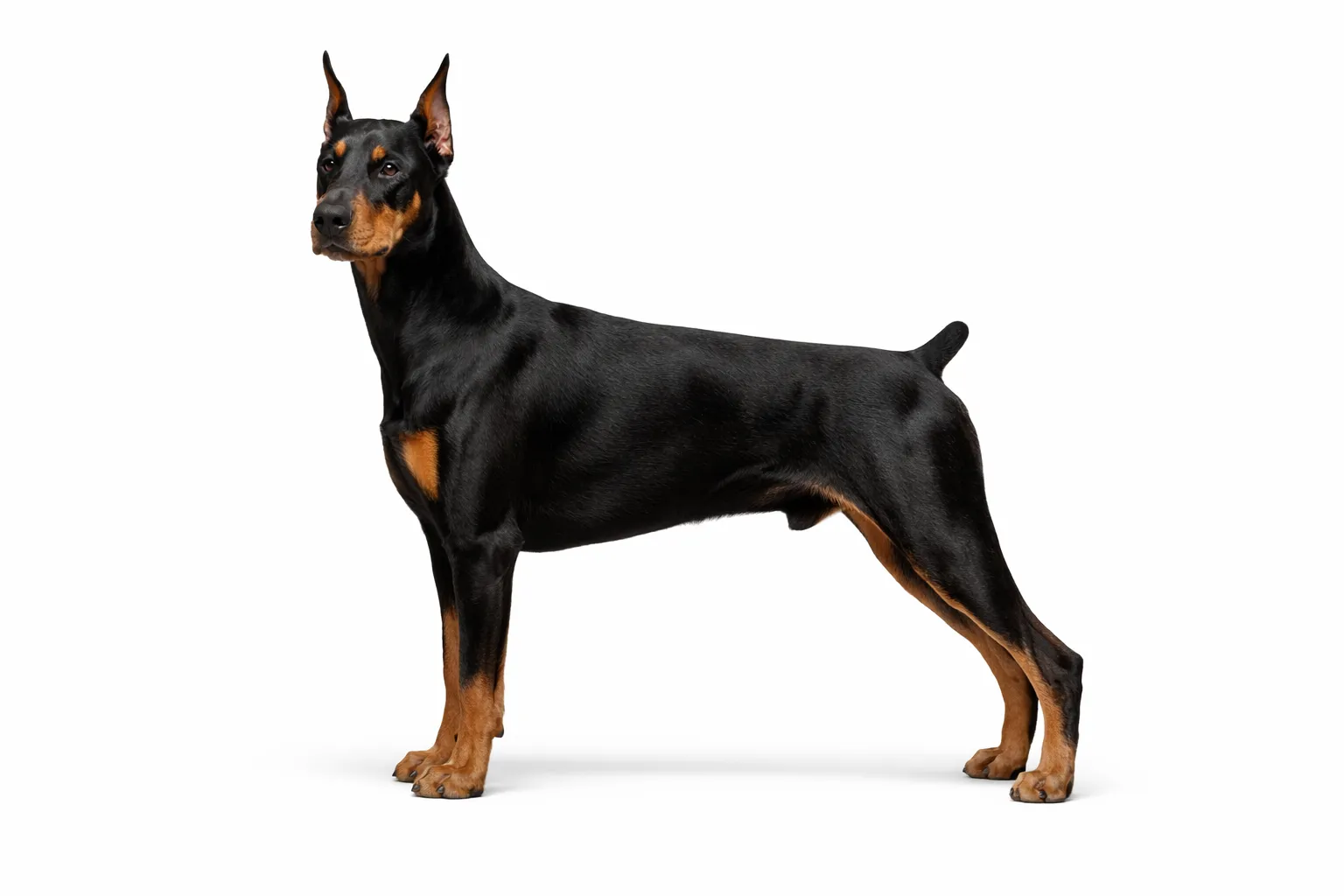 Doberman Pinscher
