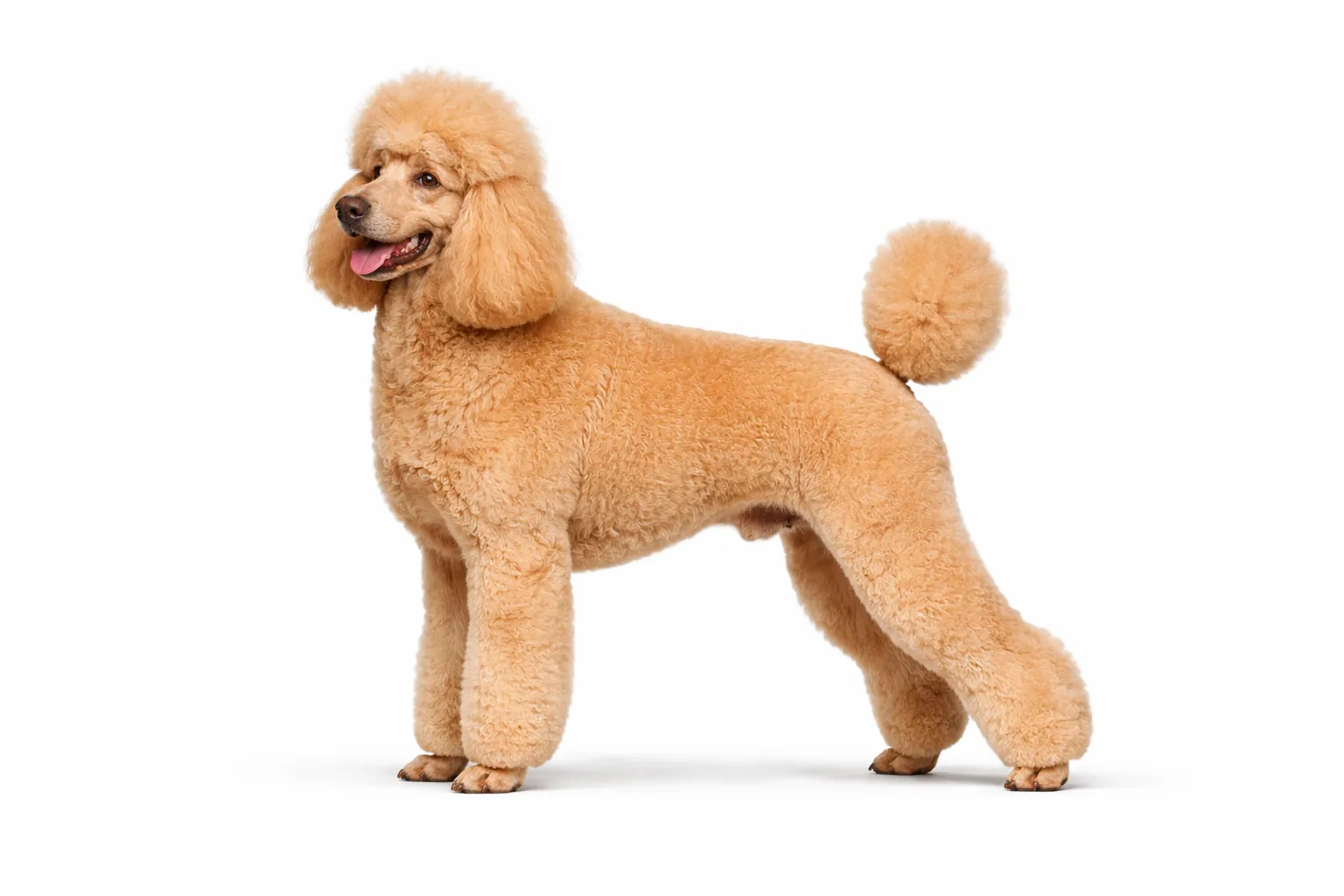 Poodle